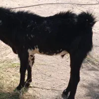 فروش تروشت|حیوانات مزرعه|نیک شهر, |دیوار