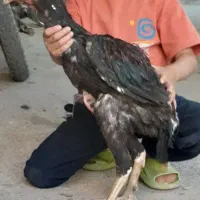 خروس لاری افغان