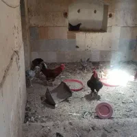 فروش مرغ و خروس|حیوانات مزرعه|باشتین, |دیوار