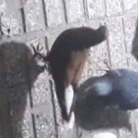 گمشده|حیوانات|تربت‌حیدریه, آغوی|دیوار