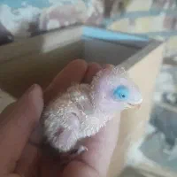 جوجه کوتوله