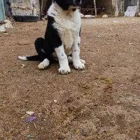 توله سگ|سگ|درودزن, |دیوار