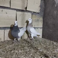 نرماده طوقی|پرنده|بم, |دیوار