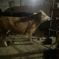 ۲ راس گوساله نر سمینتال|حیوانات مزرعه|کرمان, |دیوار