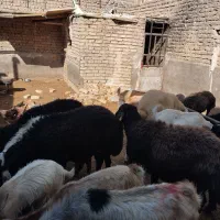 بره نر چاق|حیوانات مزرعه|قم, امامزاده ابراهیم|دیوار
