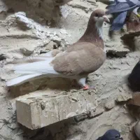 کبوتر|پرنده|مسجد سلیمان, |دیوار