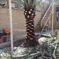 بریدن نخل قطع نخل هرس نخل س نخل بریدن درخت تمیزنخل|خدمات باغبانی و درختکاری|اهواز, کیانپارس |دیوار