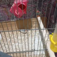 دو عدد فنچ نر و ماده