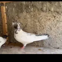 جفت عالی به شرط پرش|پرنده|بندرعباس, |دیوار