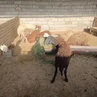 تعداد 7 راس میش بره دار سالم سرحال باب مالداری|حیوانات مزرعه|مشهد, ایوان|دیوار