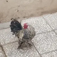 معاوضه داریم|حیوانات مزرعه|قم, ولیعصر|دیوار