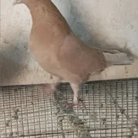 ماده زردی تهرانی اصیل