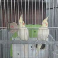 عروس هلندی|پرنده|قم, بنیاد|دیوار