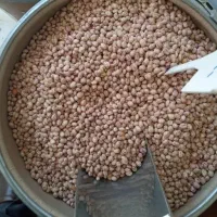 لوبیا چیتی خمین