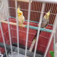 طوطی عروس