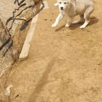 سگ توله سراب خالص