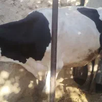 گاو ۸ماه آبستن هلشتاین اصل