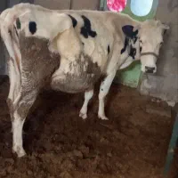 گاو|حیوانات مزرعه|یاسوج, |دیوار