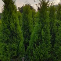 لاوسون زباله صادراتی تعداد|گل و گیاه طبیعی|چابکسر, |دیوار