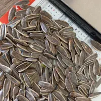 تخمه آفتابگردان و کدو تازه l عمده و پایدار از خوی