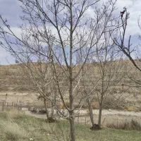 هرس باغ وباغچه