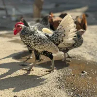 مرغ و خروس سبرایت|حیوانات مزرعه|بوکان, |دیوار