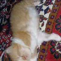 گربه پرشین|گربه|گرگان, |دیوار