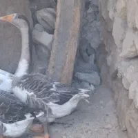 غاز محلی