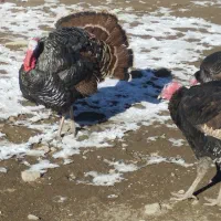 دوعددبوقلموننر|حیوانات مزرعه|چالدران, |دیوار