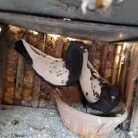 سینه ای وسرور