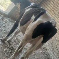 نوبر ابستن ۲۰روز مانده به زایمان