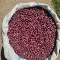 لوبیا قرمز محلی بشرط|خوردنی و آشامیدنی|شیراز, قدوسی شرقی|دیوار