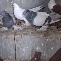 کبوتر ابی هر دو نر