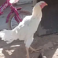 خروس ومرغ لاری