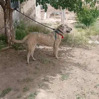 سگ پژدر عراقی سرابی خراسانی سراب|سگ|باغستان, |دیوار