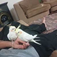 یک جفت عروس هلندی