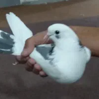 چندعدد کفترغریبگیری بفروش میرسد