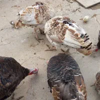 بوقلمون نر و ماده