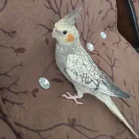 عروس هلندی نر