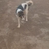 سگ ژرمن|سگ|فسا, |دیوار