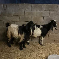 بز ماده و نر