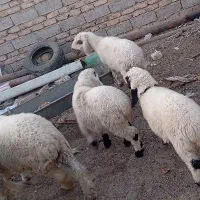 چند دونه گوسفند مالداری|حیوانات مزرعه|زهک, |دیوار