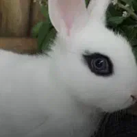 خرگوش دستی و ناز