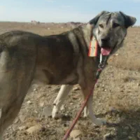 سگ پژدر|سگ|مشهد, ویلاشهر|دیوار