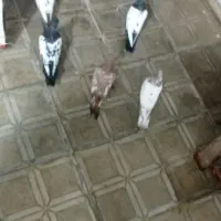 کبوتر|پرنده|مشهد, مقدم|دیوار