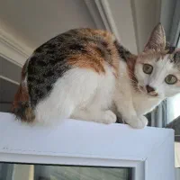 واگذاری رایگان  گربه