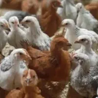 فروش جوجه مرغ دو ماهه