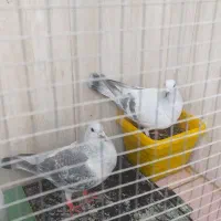 جفت کبوتر|پرنده|بیرجند, |دیوار