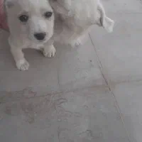 ۲عددتوله پامراشپیتز