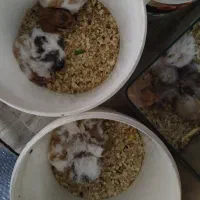 سلام همستر نر و ماده دارم قیمت فقط 120تومن دونی|موش و خرگوش|بوشهر, |دیوار